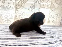 Jacaerys , a male Shih Tzu for sale in Boaz, AL – 4 of 10