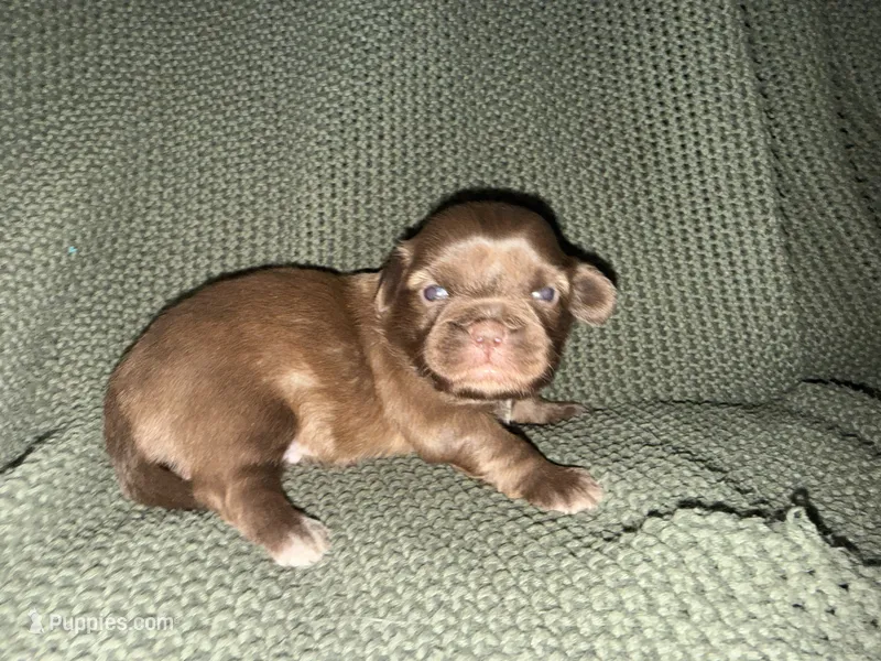 Ramsey  – Shih Tzu puppy for sale in Boaz, AL