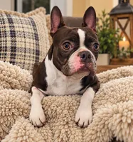 Bruce , a male Boston Terrier for sale in Boaz, AL – 1 of 2