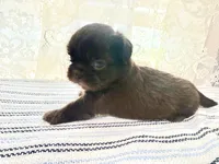 Jacaerys , a male Shih Tzu for sale in Boaz, AL – 9 of 10