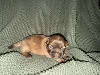 Reign , a female Shih Tzu for sale in Boaz, AL – 3 of 9