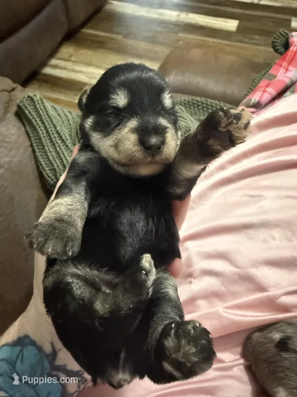 Titan  – Miniature Schnauzer puppy for sale in Boaz, AL