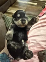 Titan , a male Miniature Schnauzer for sale in Boaz, AL – 1 of 7