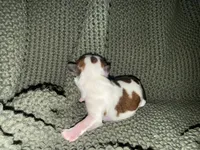 Grayson , a male Shih Tzu for sale in Boaz, AL – 2 of 10
