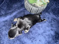 Apollo , a male Miniature Schnauzer for sale in Boaz, AL – 8 of 8