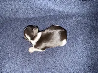 Gable , a male Miniature Schnauzer for sale in Boaz, AL – 7 of 8