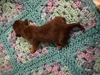 Hershey Chocolate Male, a male Shih Tzu for sale in Boaz, AL – Photo 2 of 7