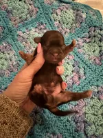 Hershey Chocolate Male, a male Shih Tzu for sale in Boaz, AL – Photo 6 of 7