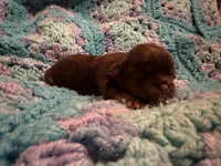 Hershey Chocolate Male, a male Shih Tzu for sale in Boaz, AL – Photo 3 of 7