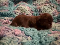 Hershey Chocolate Male, a male Shih Tzu for sale in Boaz, AL – Photo 1 of 7
