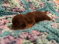 Hershey Chocolate Male, a male Shih Tzu for sale in Boaz, AL – Photo 5 of 7