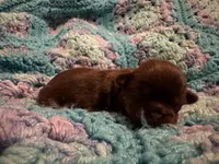 Hershey Chocolate Male, a male Shih Tzu for sale in Boaz, AL – Photo 4 of 7