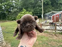 Jovi , a male Shih Tzu for sale in Boaz, AL – Photo 4 of 5