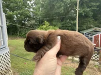 Jovi , a male Shih Tzu for sale in Boaz, AL – Photo 5 of 5