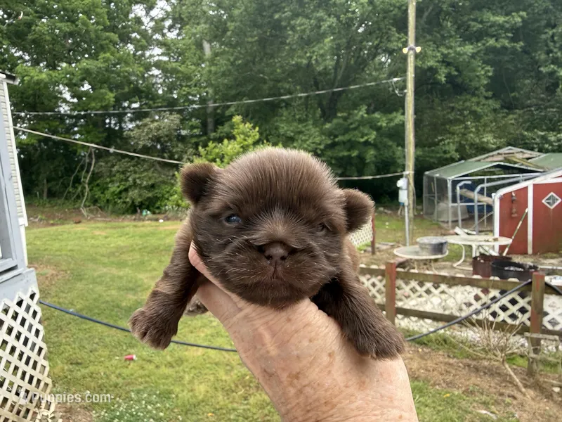 Jovi , a male Shih Tzu for sale in Boaz, AL – Photo 1 of 5