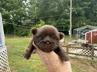 Jovi , a male Shih Tzu for sale in Boaz, AL – Photo 1 of 5
