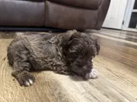 Aphrodite , a female Miniature Schnauzer for sale in Boaz, AL – 8 of 10