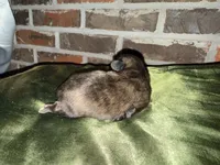 Tatum , a male Shih Tzu for sale in Boaz, AL – Photo 3 of 7