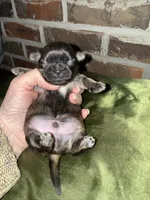 Tatum , a male Shih Tzu for sale in Boaz, AL – Photo 6 of 7