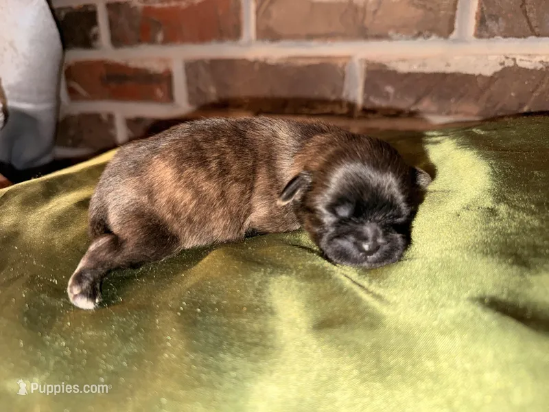 Tatum , a male Shih Tzu for sale in Boaz, AL – Photo 1 of 7