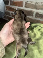 Tatum , a male Shih Tzu for sale in Boaz, AL – Photo 4 of 7