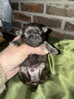 Tatum , a male Shih Tzu for sale in Boaz, AL – Photo 5 of 7