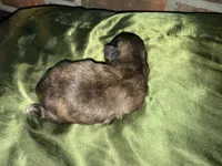 Tatum , a male Shih Tzu for sale in Boaz, AL – Photo 7 of 7