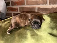 Tatum , a male Shih Tzu for sale in Boaz, AL – Photo 2 of 7