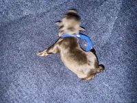 Dean , a male Miniature Schnauzer for sale in Boaz, AL – 6 of 7