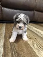 Blue Merle, a male Miniature Schnauzer for sale in Boaz, AL – 3 of 6