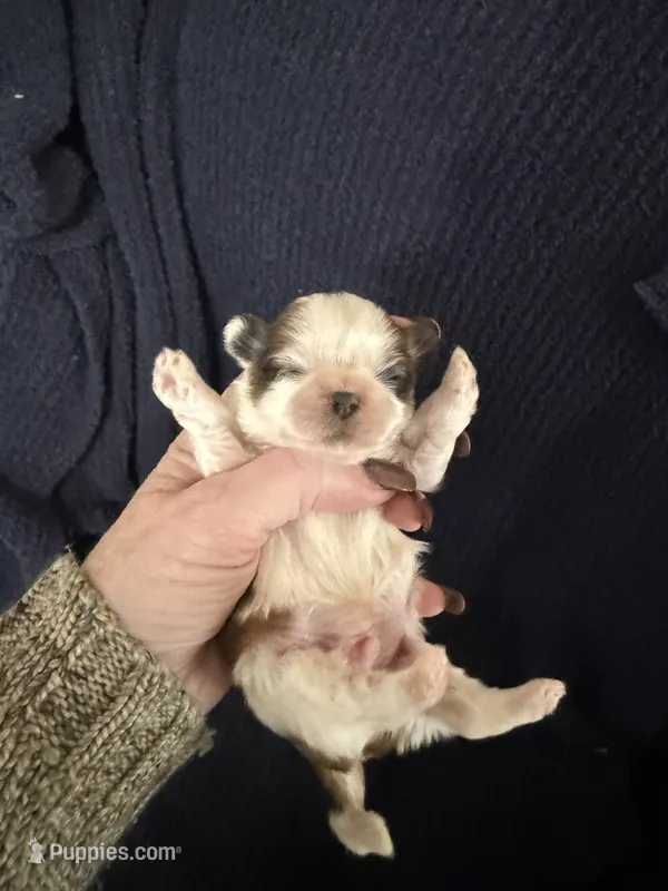 Grayson  – Shih Tzu puppy for sale in Boaz, AL
