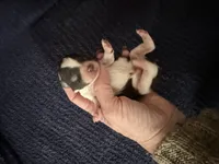 Gable , a male Miniature Schnauzer for sale in Boaz, AL – 2 of 8