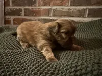 processed/ed991489-3ed3-41df-833d-98b66e951fcb/listing/1312a9a3-0c21-4910-a941-9a48f6e0c4f9/8ec6c502-98a4-4930-b976-c5719811d008