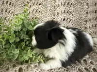 Bella, a female Shih Tzu for sale in Boaz, AL – Photo 5 of 8