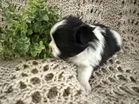 Bella, a female Shih Tzu for sale in Boaz, AL – Photo 2 of 8