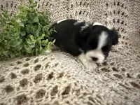 Bella, a female Shih Tzu for sale in Boaz, AL – Photo 7 of 8