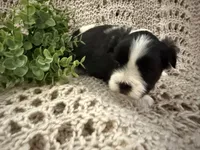 Bella, a female Shih Tzu for sale in Boaz, AL – Photo 4 of 8