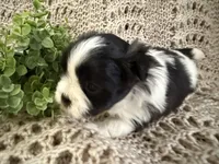 Bella, a female Shih Tzu for sale in Boaz, AL – Photo 3 of 8