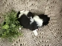 Bella, a female Shih Tzu for sale in Boaz, AL – Photo 8 of 8