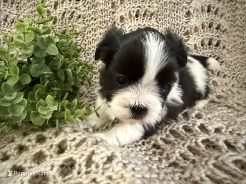 Bella, a female Shih Tzu for sale in Boaz, AL – Photo 1 of 8