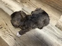 Aphrodite , a female Miniature Schnauzer for sale in Boaz, AL – 3 of 10