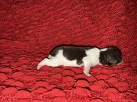 Audrey , a female Miniature Schnauzer for sale in Boaz, AL – 5 of 8