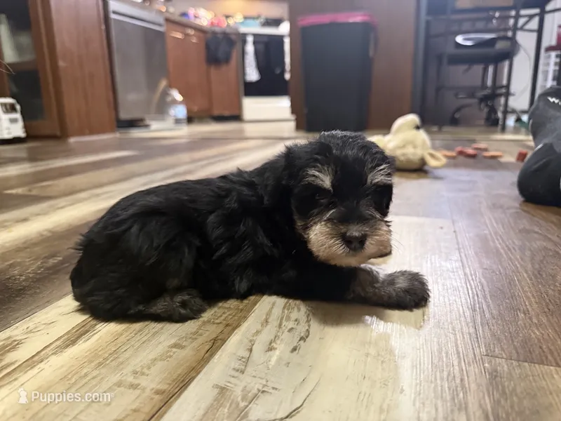 Titan  – Miniature Schnauzer puppy for sale in Boaz, AL