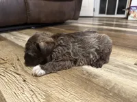 Aphrodite , a female Miniature Schnauzer for sale in Boaz, AL – 2 of 10