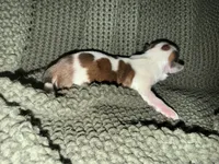 Grayson , a male Shih Tzu for sale in Boaz, AL – 3 of 10