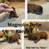 Olivia (yellow), a female Shih Tzu for sale in Boaz, AL – Photo 9 of 9