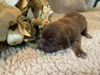 Olivia (yellow), a female Shih Tzu for sale in Boaz, AL – Photo 6 of 9