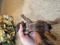 Olivia (yellow), a female Shih Tzu for sale in Boaz, AL – Photo 4 of 9