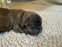 Olivia (yellow), a female Shih Tzu for sale in Boaz, AL – Photo 5 of 9