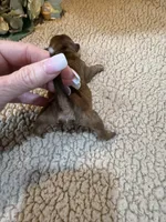 Olivia (yellow), a female Shih Tzu for sale in Boaz, AL – Photo 7 of 9